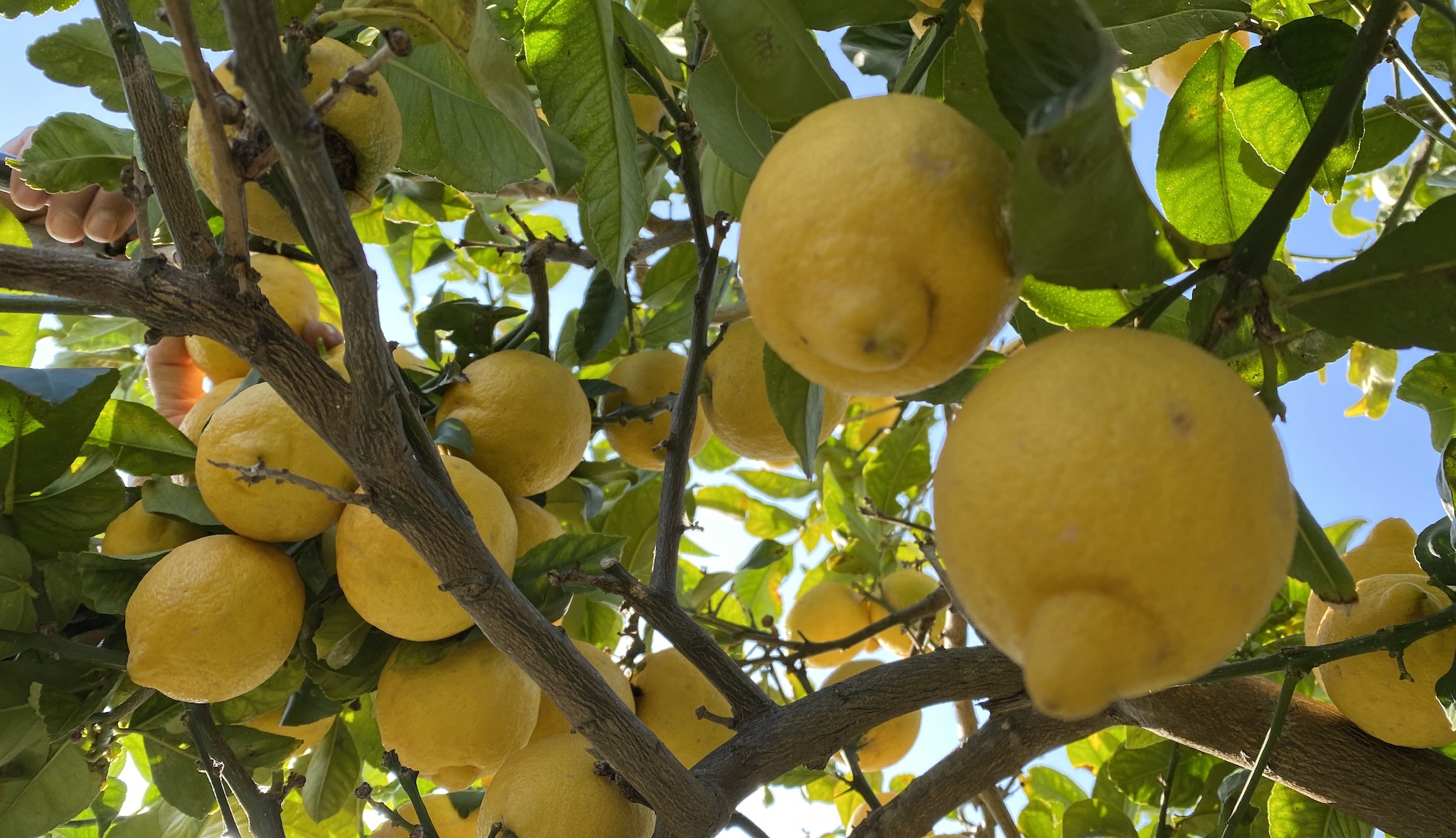 Lemon harvest with friends